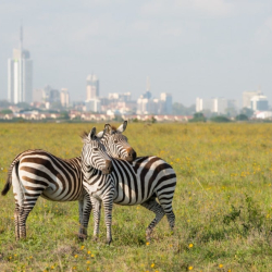 Zebras in Nairobi national park