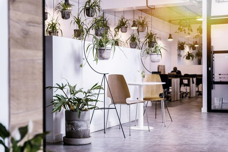Modern communal area at Delta Corner Annex featuring white walls and numerous hanging plants.