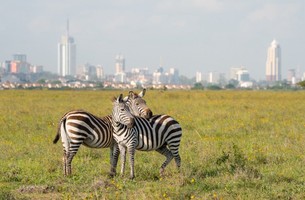 Zebras in Nairobi national park